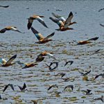 migratory birds