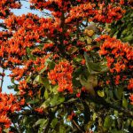 Palash-Flower-Tree