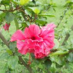 hibiscus-garden-2