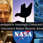 kalam bacteria