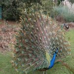 peacock 2