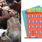 hostel cows