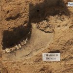 Gurugram Excavation Charred Bones