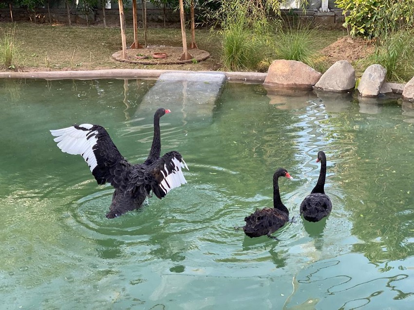 black swans bird park chandigarh