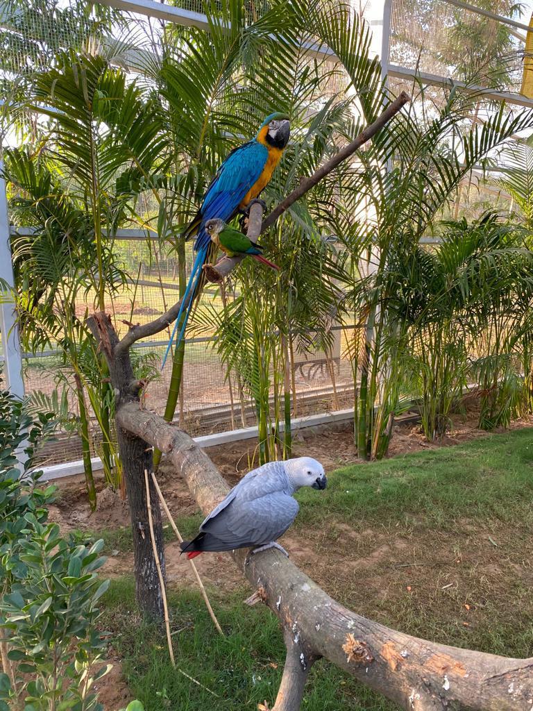 parrots bird park chandigarh