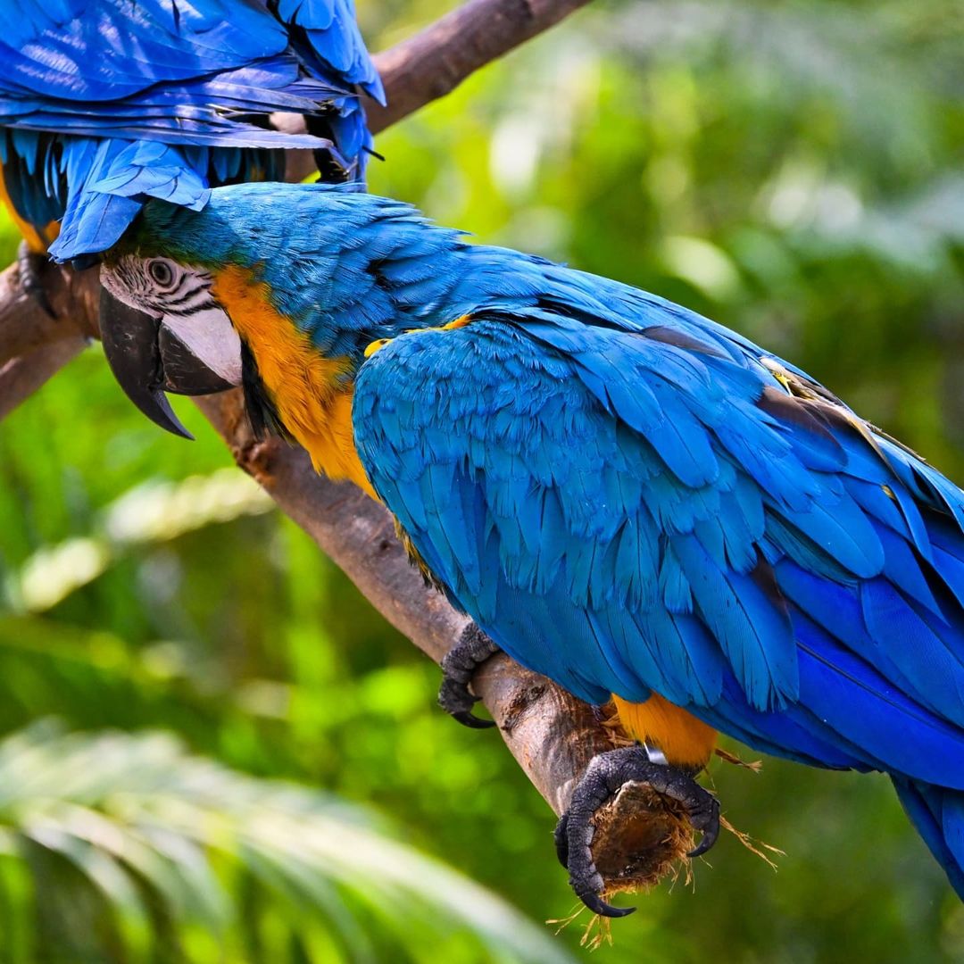 parrot bird park chandigarh